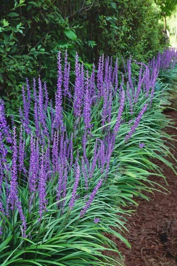 Liriope 'Big bleu', Ophalen, Vaste plant, Bodembedekkers, Halfschaduw
