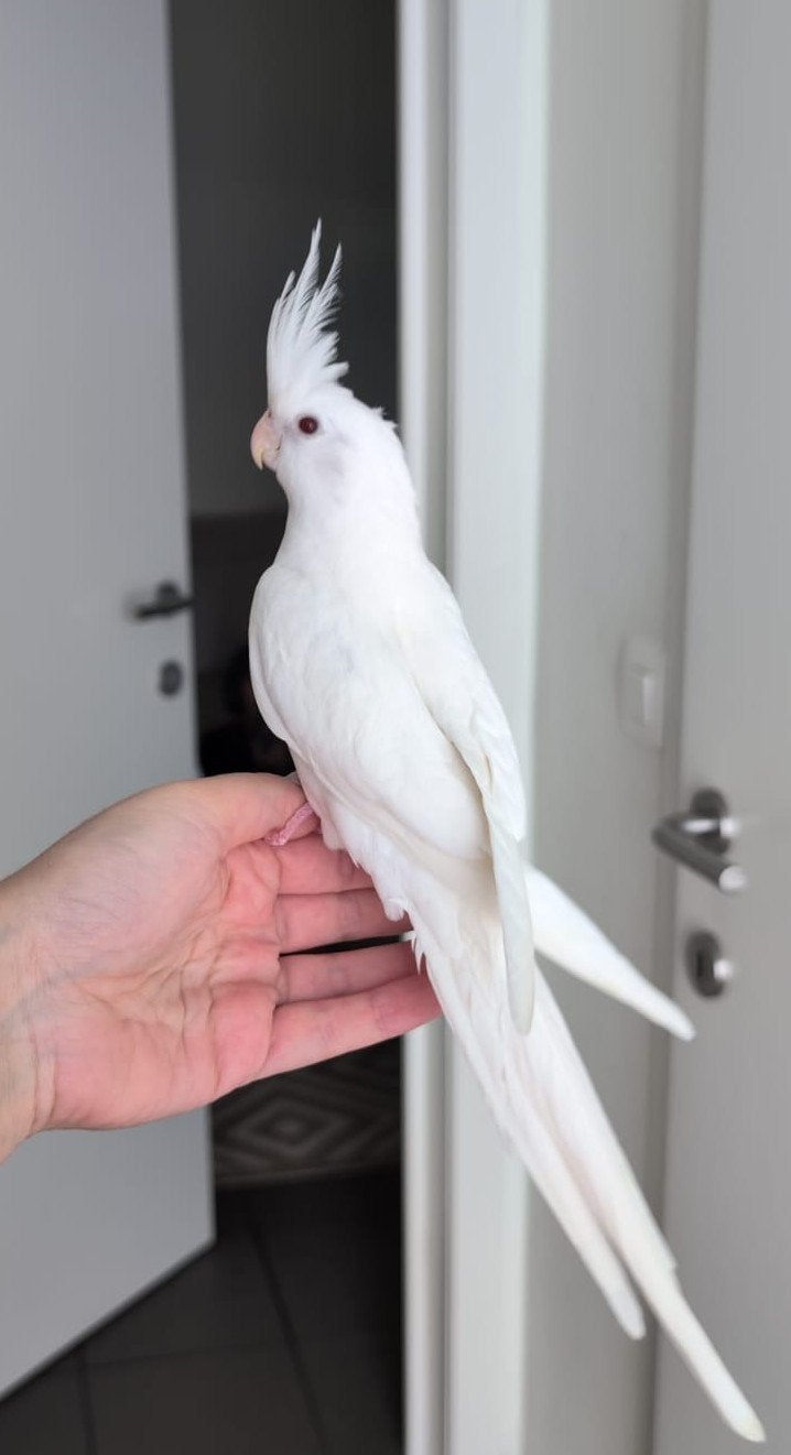 Calopsitte albinos, Sexe inconnu, Perruche