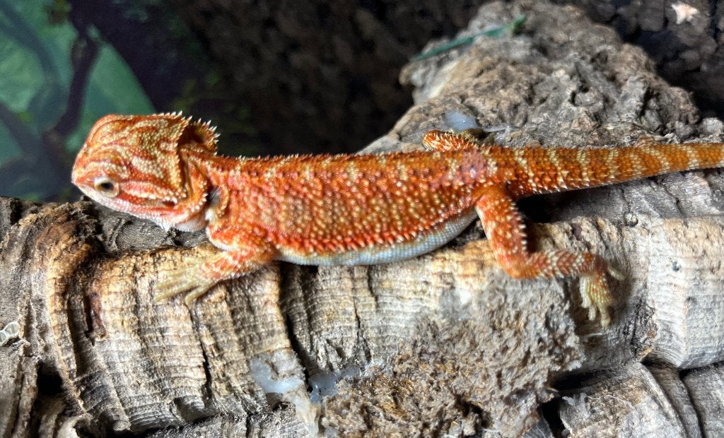 Pogona vitticeps, Dieren en Toebehoren, Hagedis, 0 tot 2 jaar