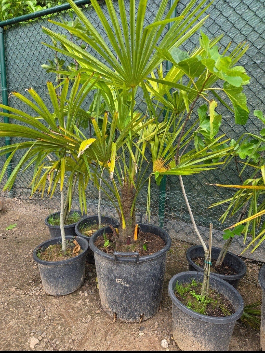 palmboom trachycarpus fortunei, Enlèvement, En pot, Palmier