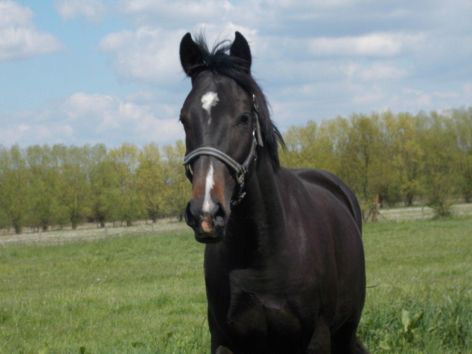Springpaarden, Dieren en Toebehoren, Hengst, Onbeleerd