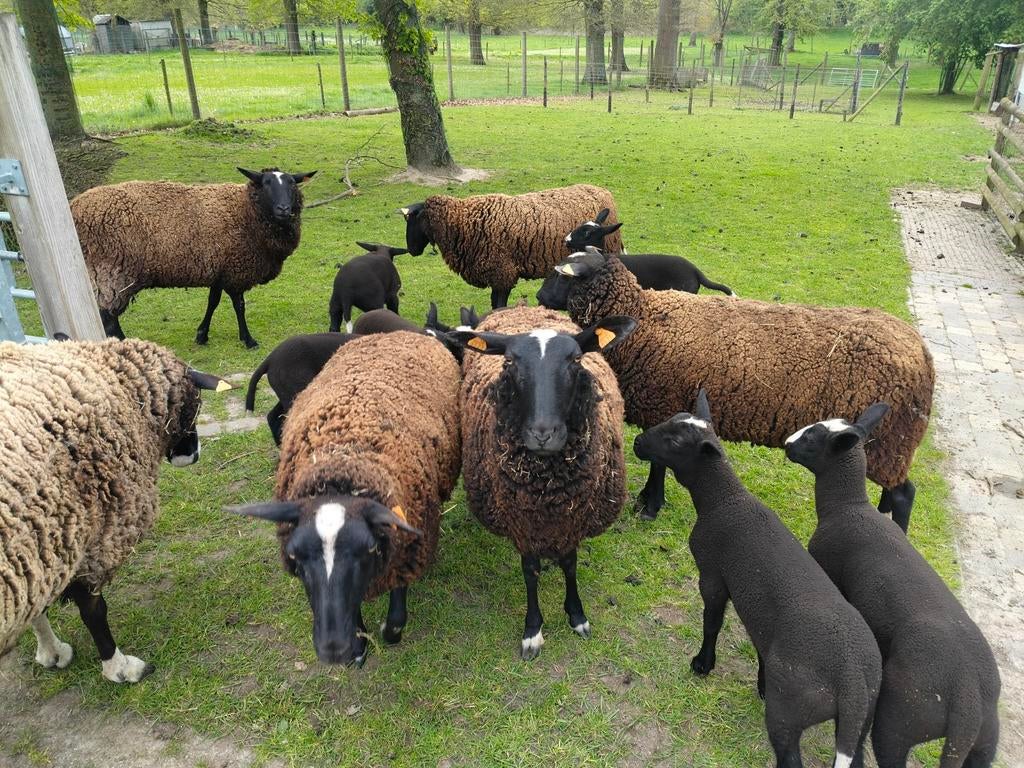 Zwartbles Schapen, Dieren en Toebehoren, Schapen, Geiten en Varkens, Meerdere dieren, Schaap, 0 tot 2 jaar