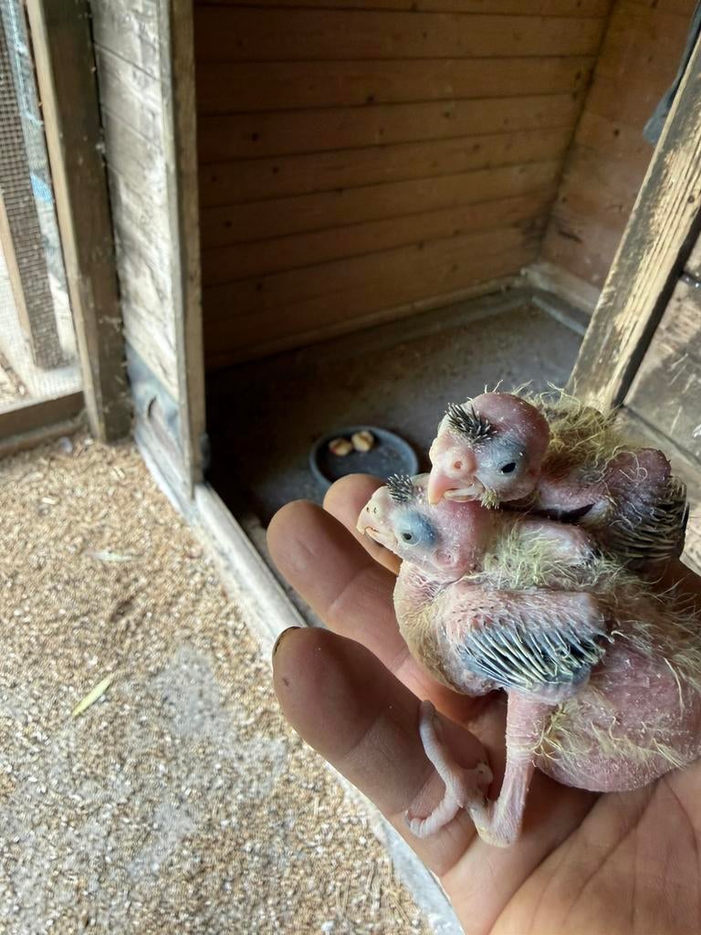 Pour  laisser couple de Calopsitte 2025 deja pour élever, Animaux & Accessoires, Enlèvement ou Envoi, Cage à oiseaux