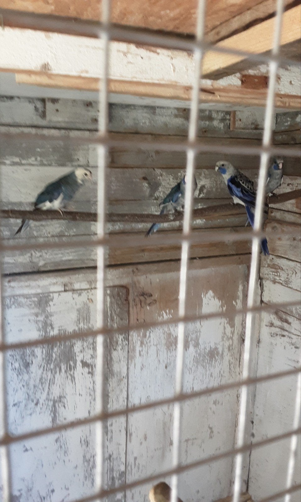 penanten, Dieren en Toebehoren