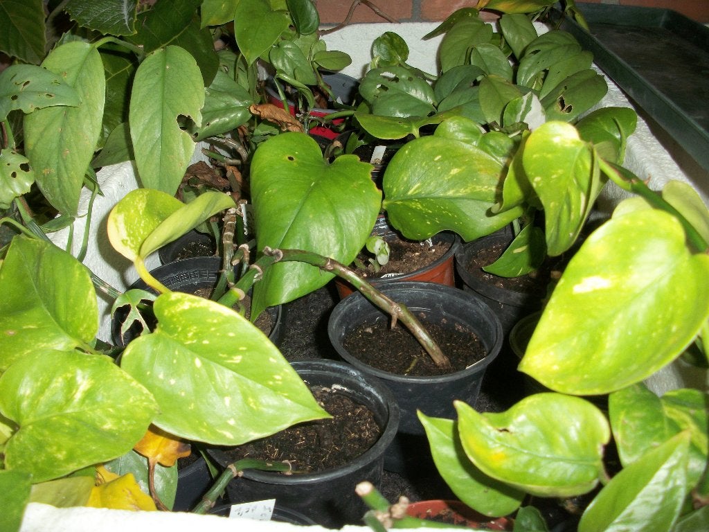 Epipremnum en andere kamerplanten, Ophalen, Overige soorten