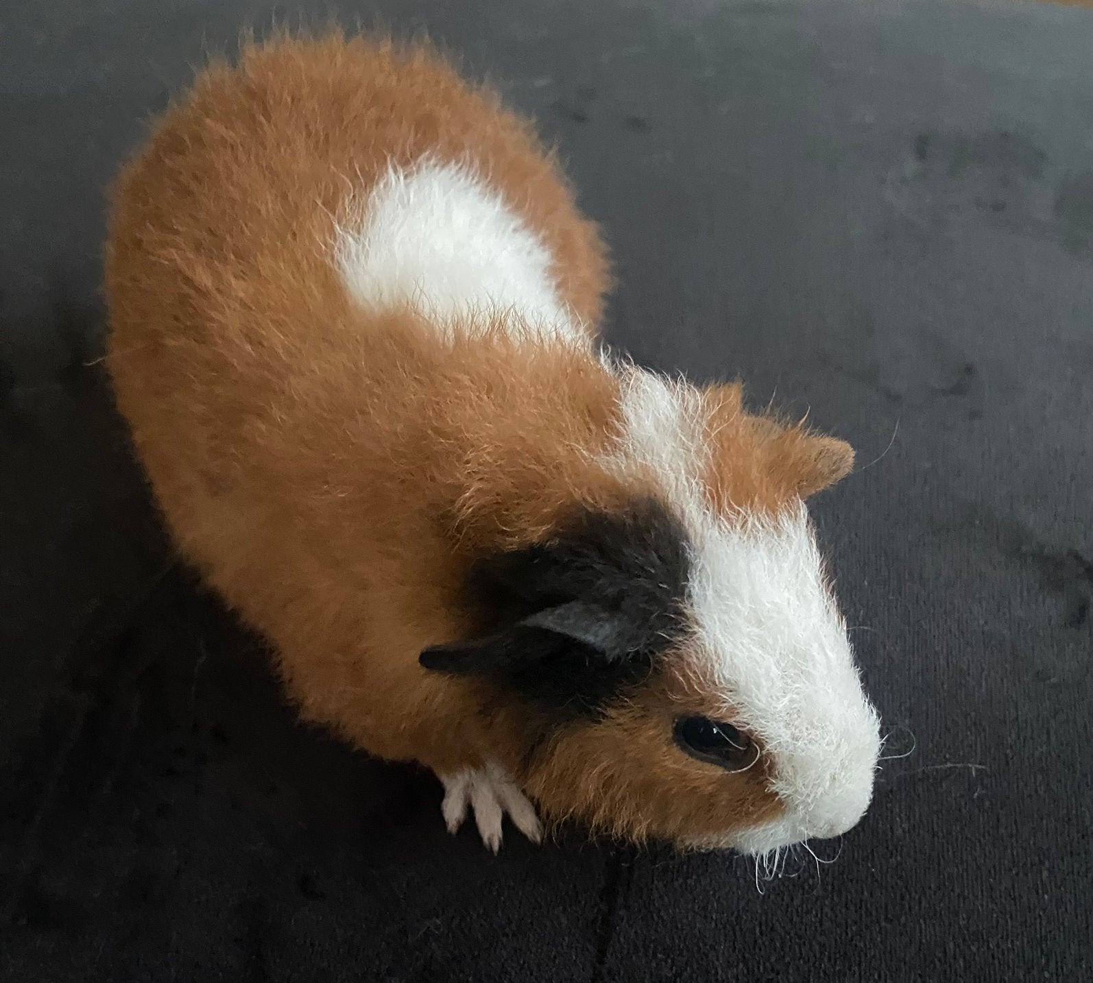 2 cavia beertjes zoeken nieuwe thuis, Dieren en Toebehoren, September, Mannelijk, Cavia