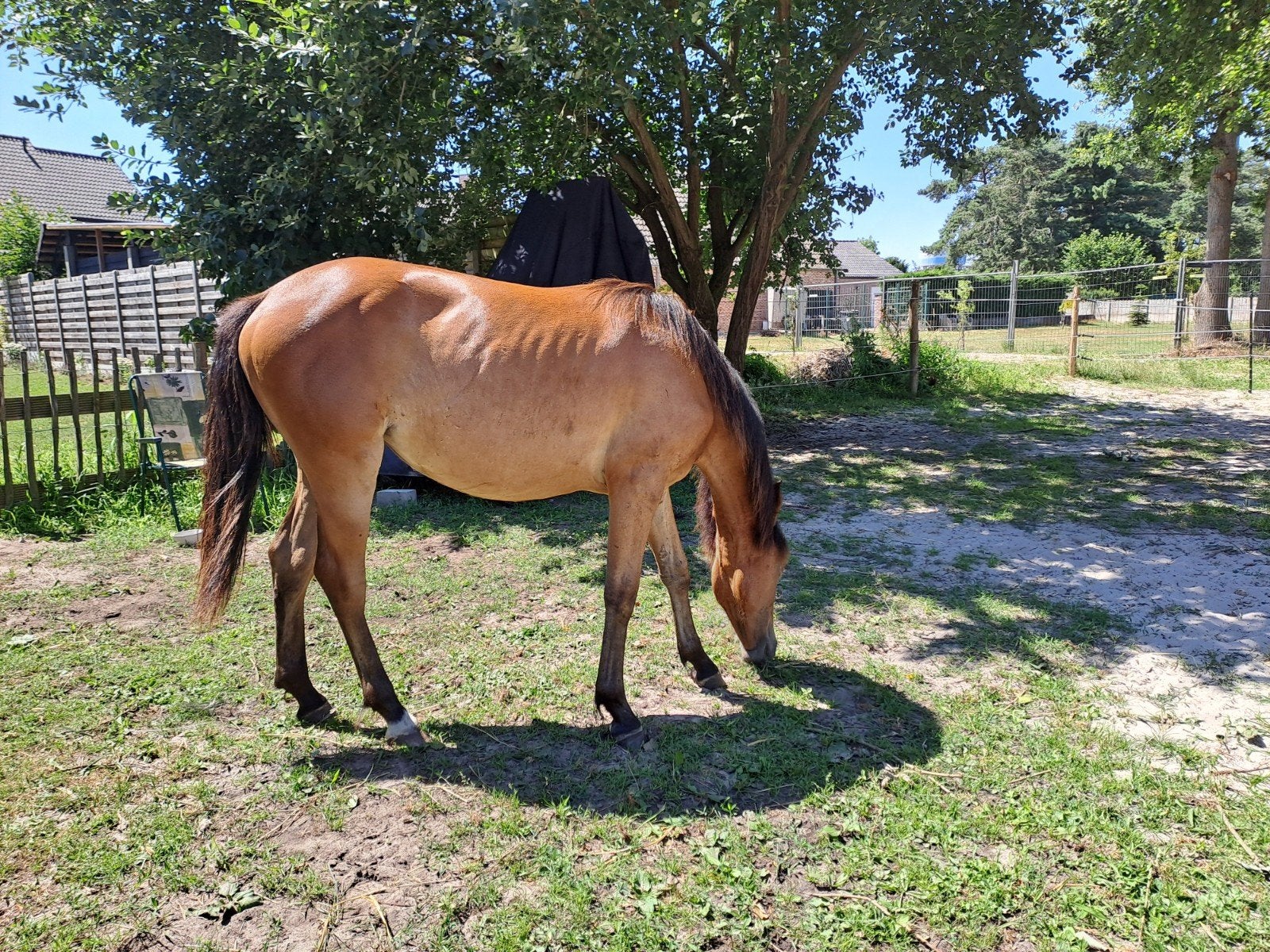Mooie 1-jarige New Forest merrie – Tongerenhof-fokkerij, Merrie