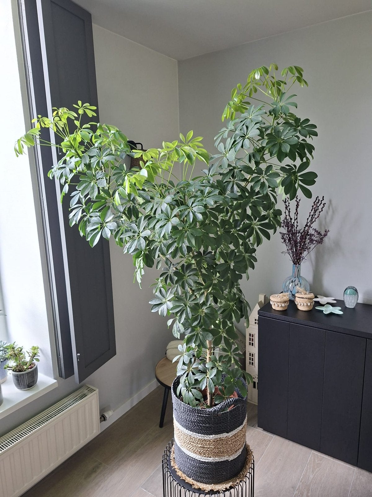 Schefflera, Ophalen