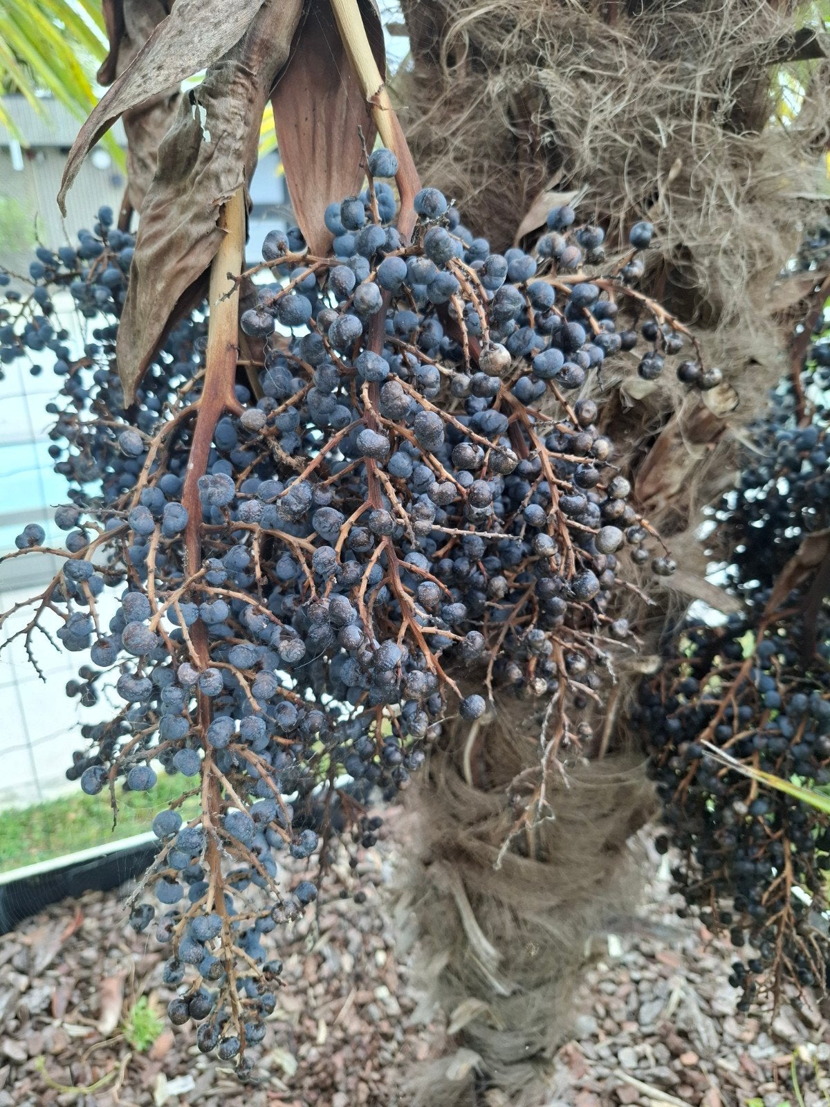 Trachycarpinus fortunei tros met zaden voor 10€!, Jardin & Terrasse, Plantes | Arbres, Enlèvement, Plein soleil, Palmier