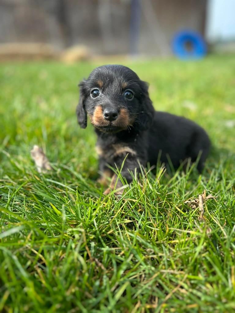 Hele mooie teckel pups bij ons geboren., Dieren en Toebehoren, Honden | Teckels en Dashonden, Meerdere dieren, Langhaar, Dwerg