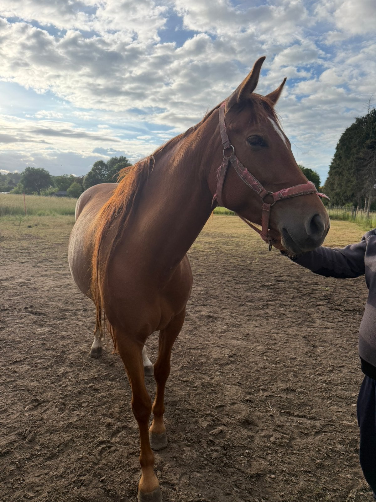 Vijf jarige merrie, Animaux & Accessoires, Chevaux, Jument, Débourré