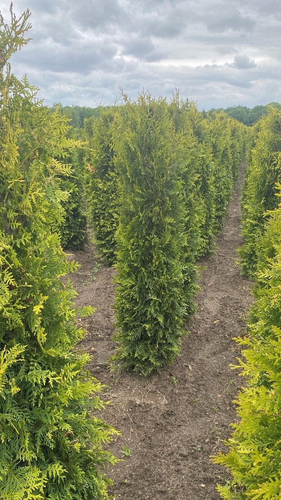 Thuja Brabant 160 à 200 cm, Jardin & Terrasse, Enlèvement