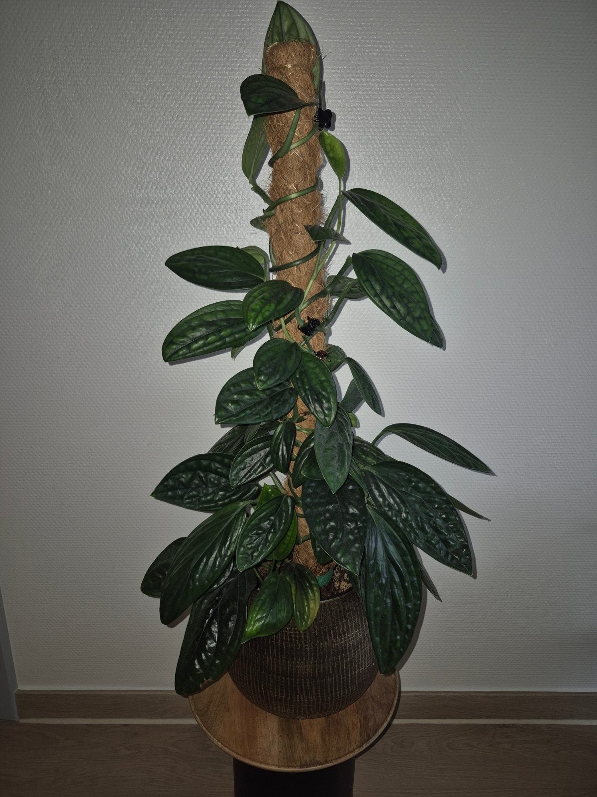 Monstera karstenianum green galaxy, Ophalen