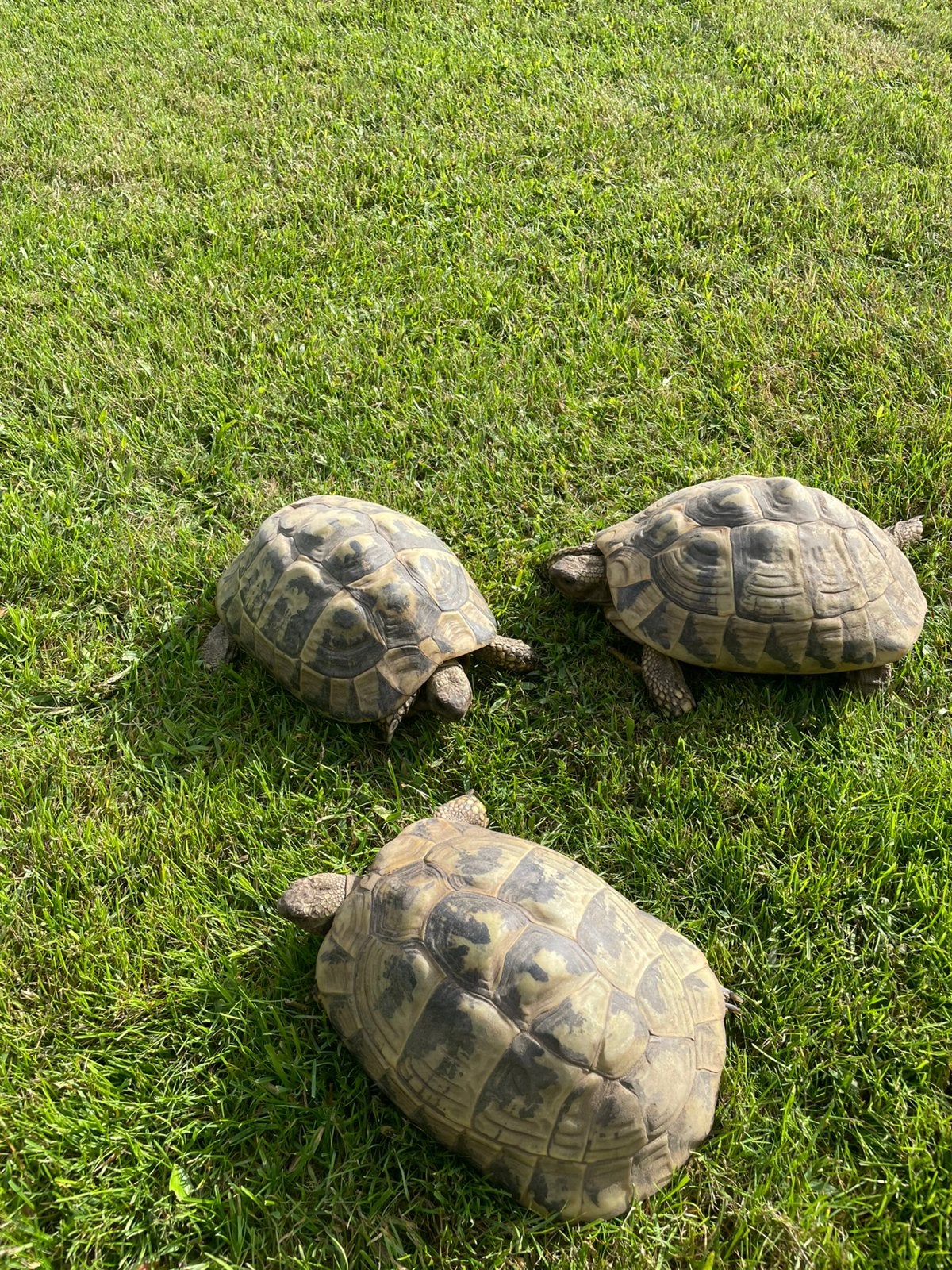 3 Vrouwelijke volwassen landschildpadden, Animaux & Accessoires, Reptiles & Amphibiens
