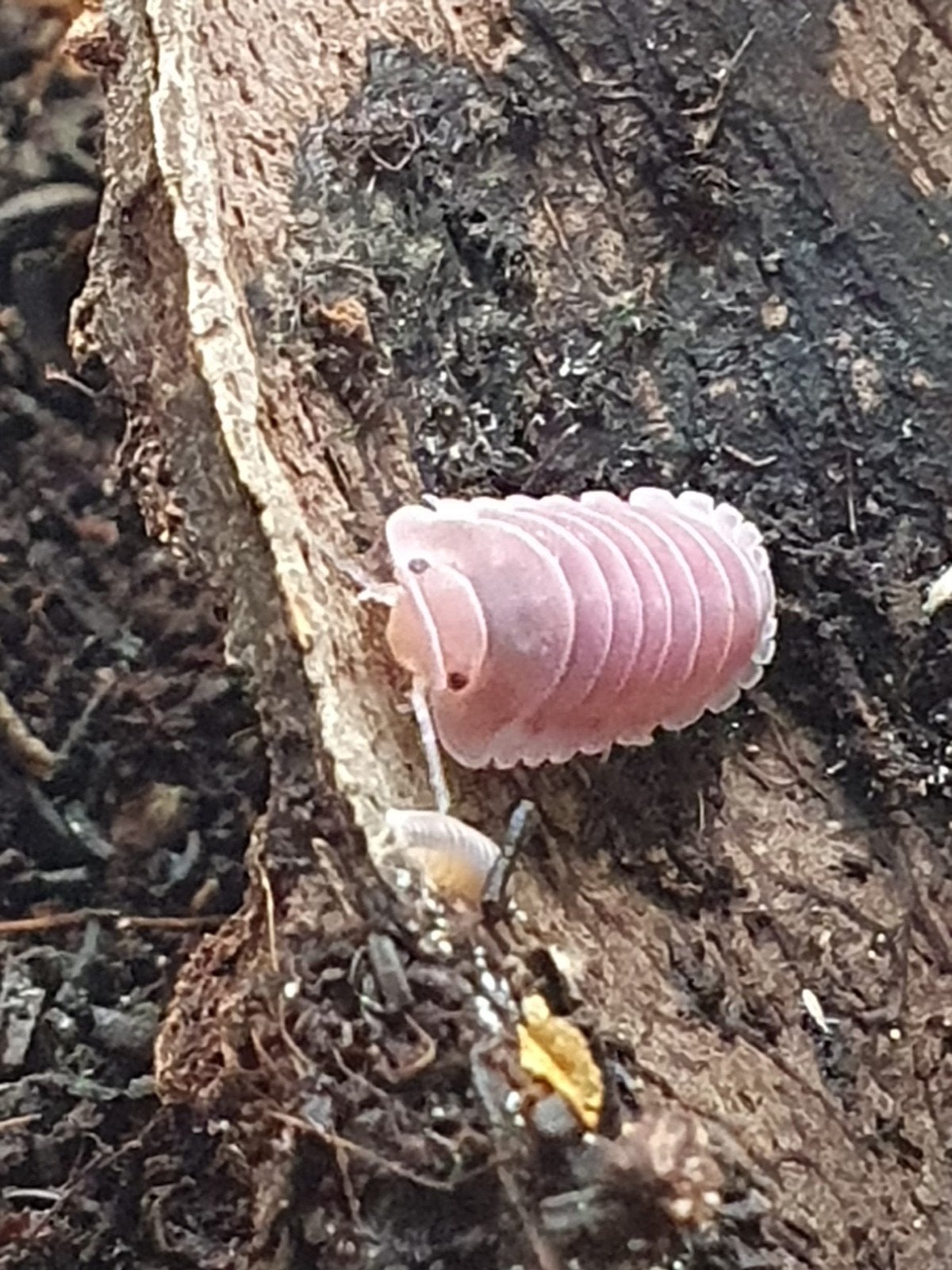 Cubaris sp "Cherry Blossom", the pink one, Animaux & Accessoires, Insectes & Araignées