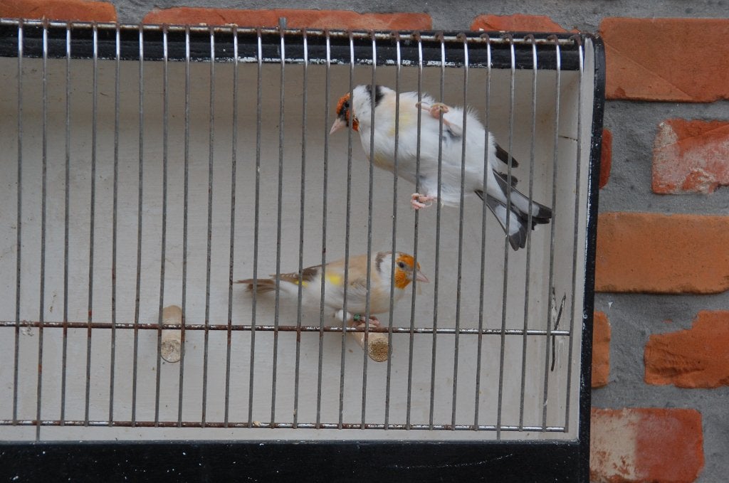 putters, Dieren en Toebehoren