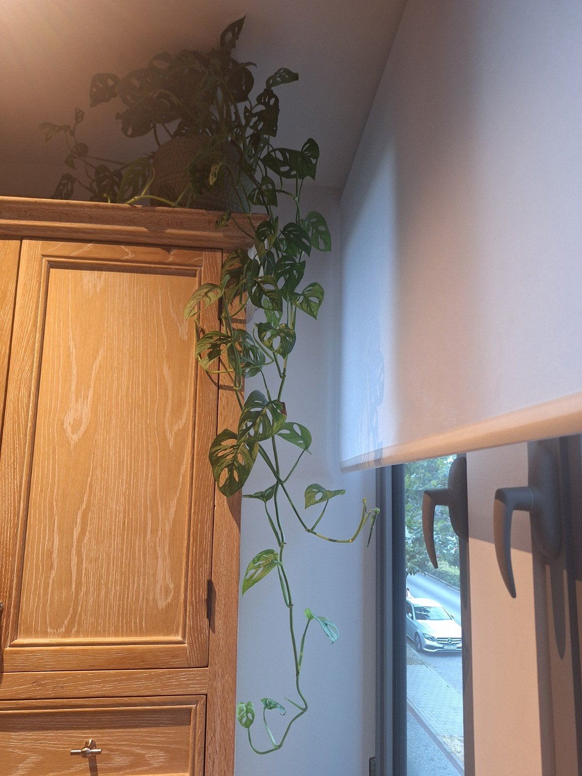monstera, Maison & Meubles, Plantes d'intérieur, Enlèvement