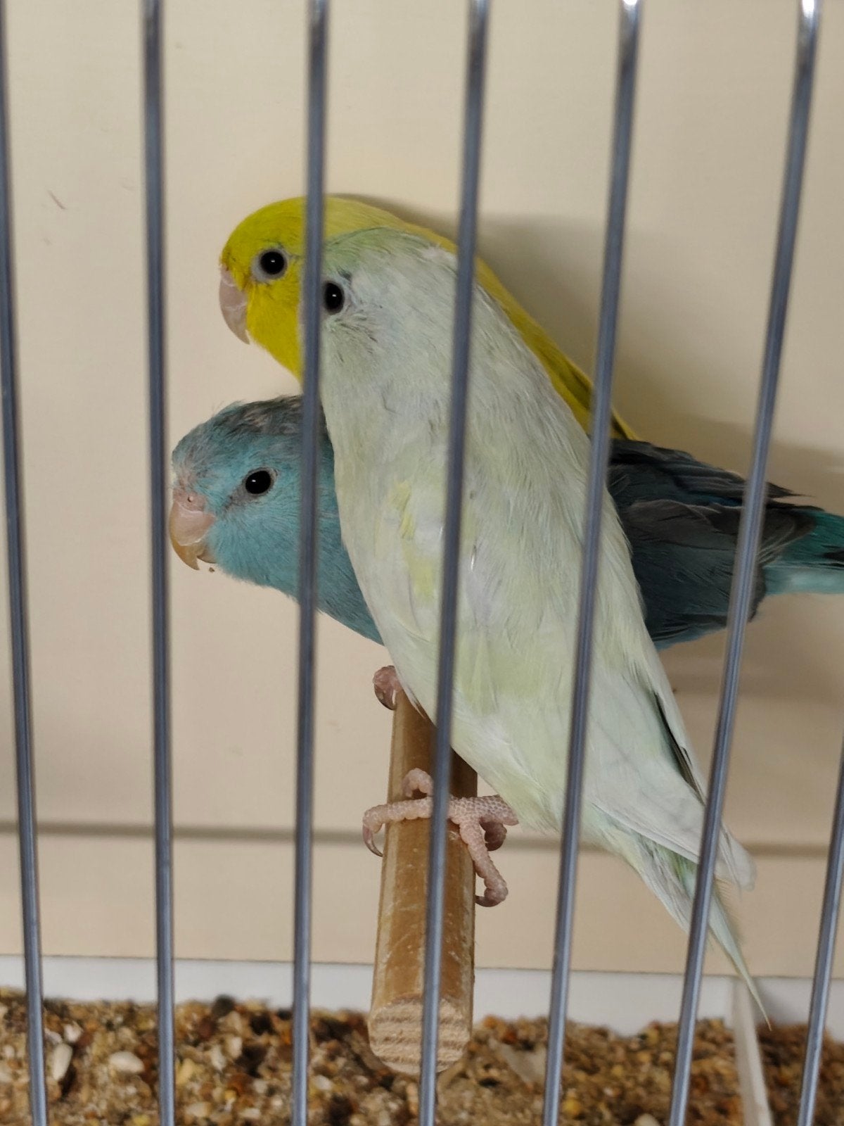 forpussen, Dieren en Toebehoren