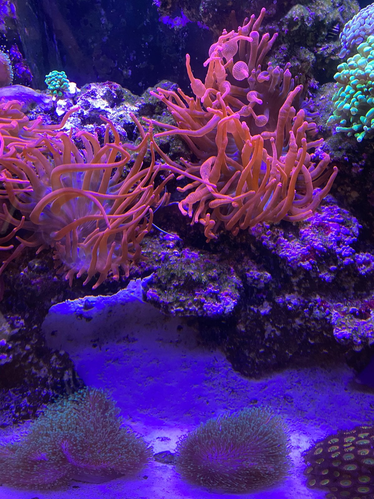 Entacmaea quadricolor – Bubble Tip Anemone