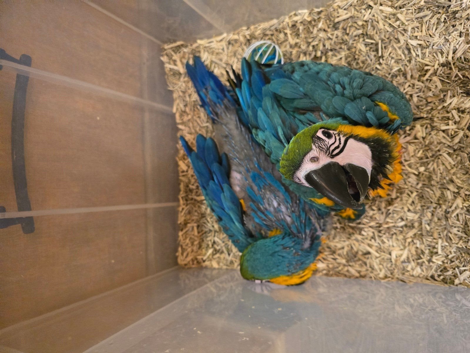 baby blauwgele ara's, Animaux & Accessoires, Oiseaux | Perruches & Perroquets
