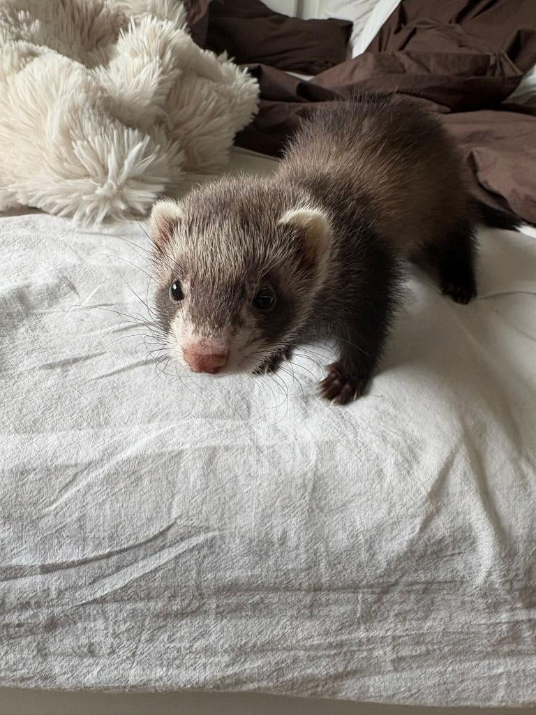 Fretje (dame), Furet, Février, Domestique, Femelle