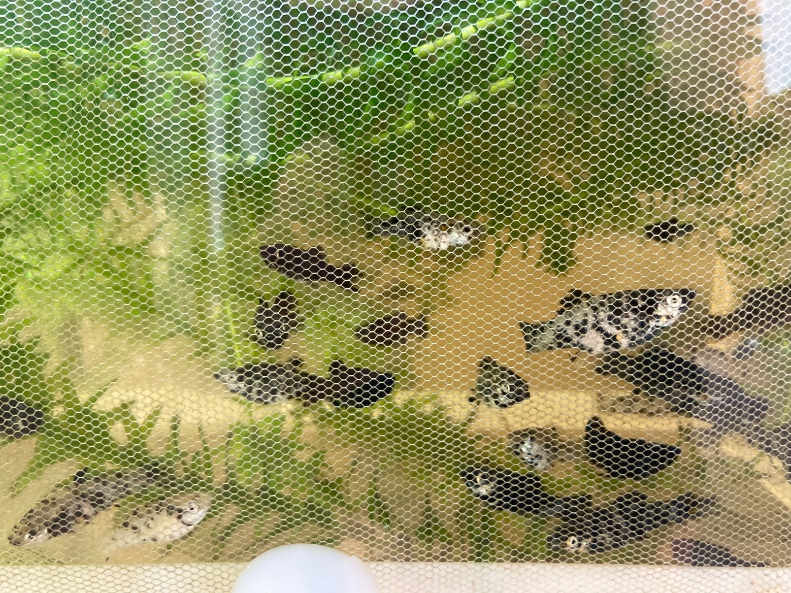 Vissen 50 cent per stuk, aquarium decoratie €1 -€4 per stuk, Dieren en Toebehoren, Ophalen, Decoratie