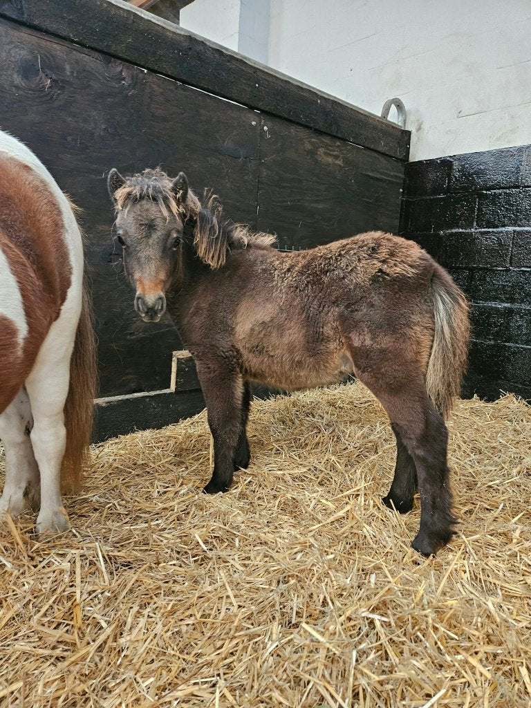Lief shetlander merrieveulen, Merrie, 0 tot 2 jaar, A pony (tot 1.17m), Gechipt