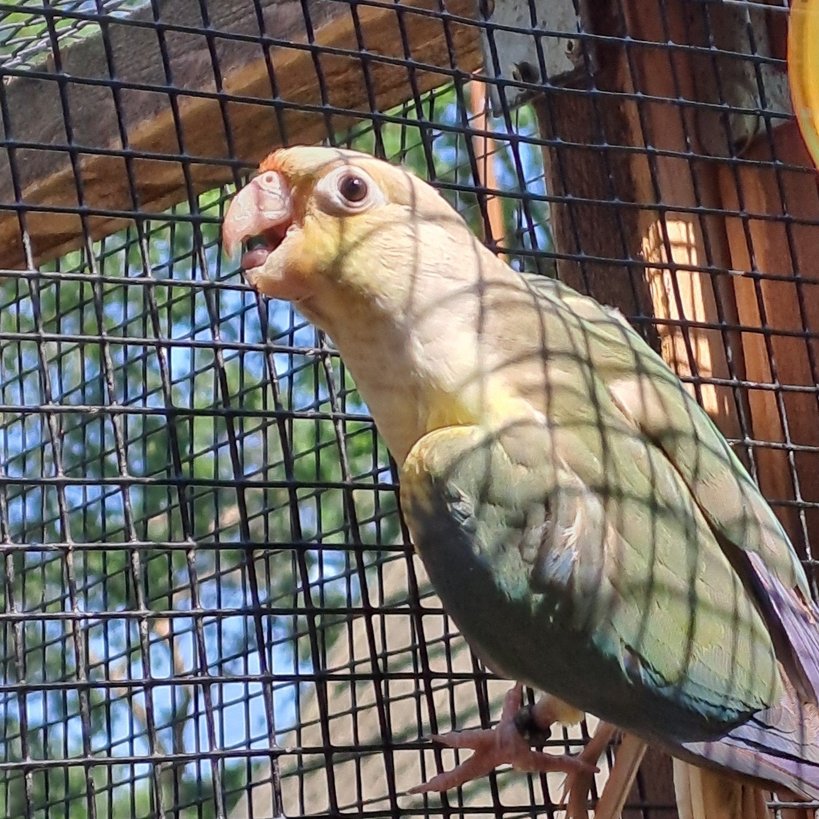 Pyrrhura pineapple, Dieren en Toebehoren, Geslacht onbekend, Papegaai, Geringd