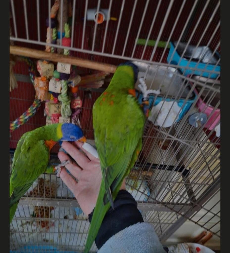 Kopel Lori's, Dieren en Toebehoren, Meerdere dieren, Parkiet, Geringd