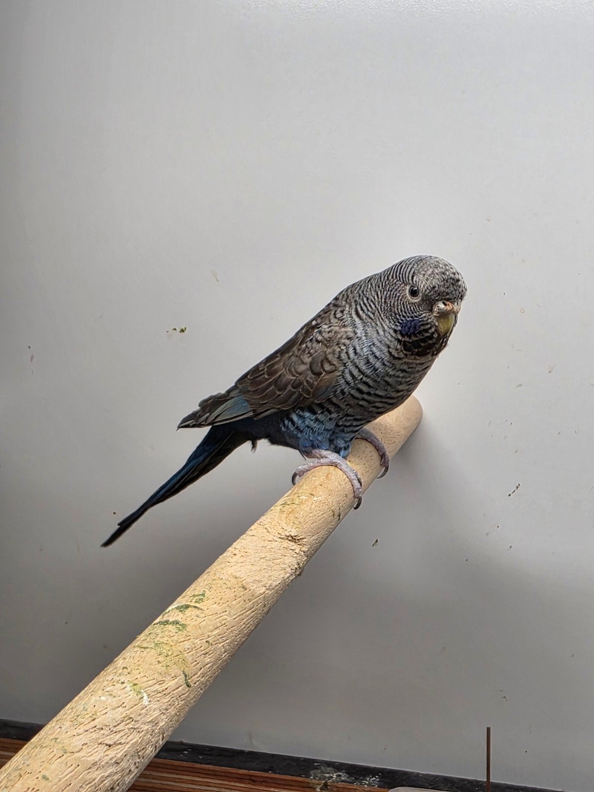 blackwingblackface grasparkiet, Dieren en Toebehoren, Vogels | Parkieten en Papegaaien, Geringd