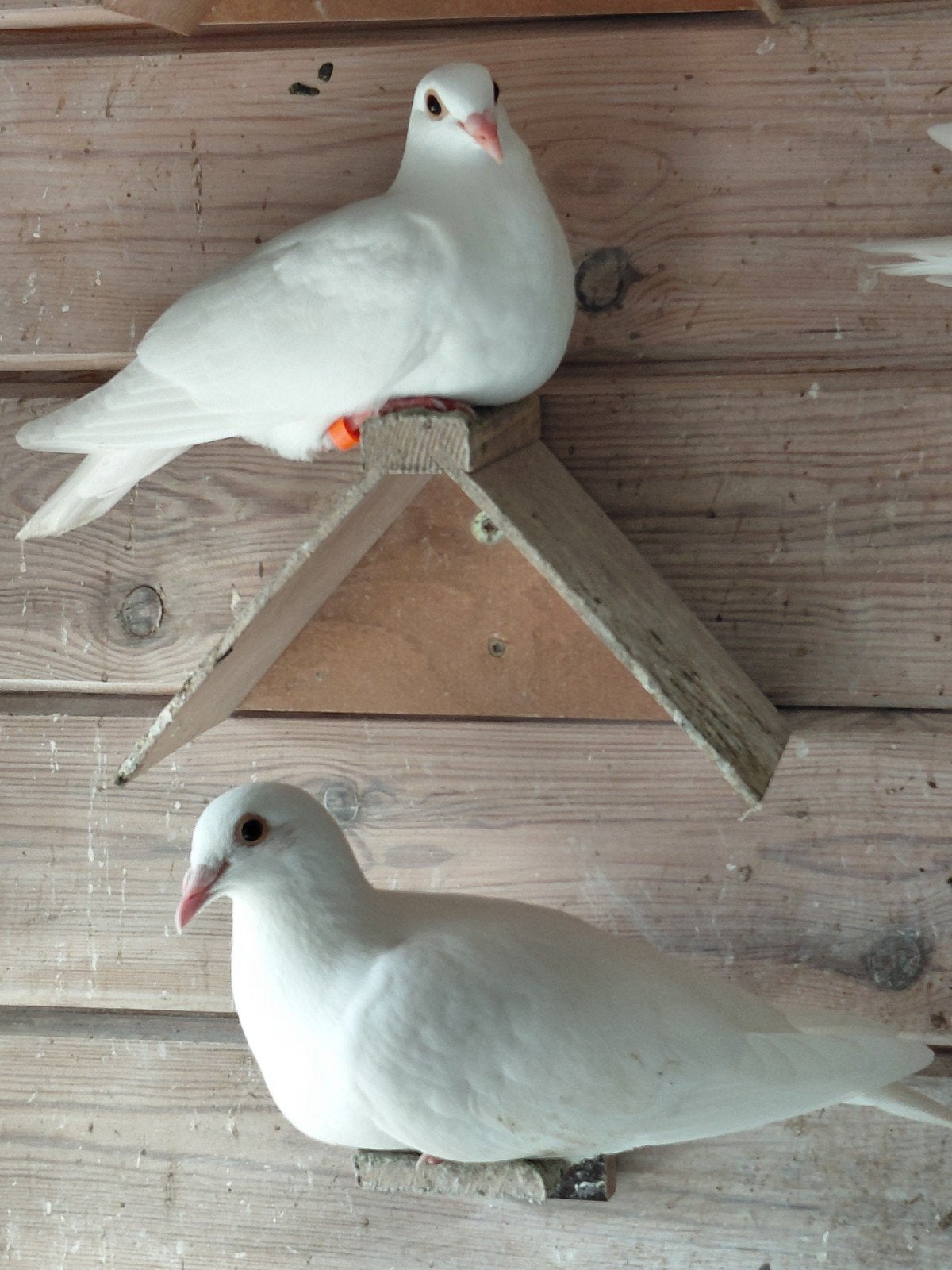 witte reisduiven