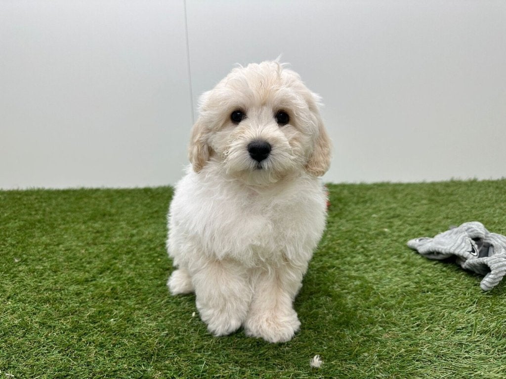Maltipoo pups, België, 8 tot 15 weken, Parvo, Meerdere