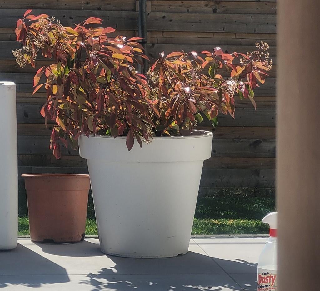 Bonte glansmispel, Tuin en Terras, Ophalen