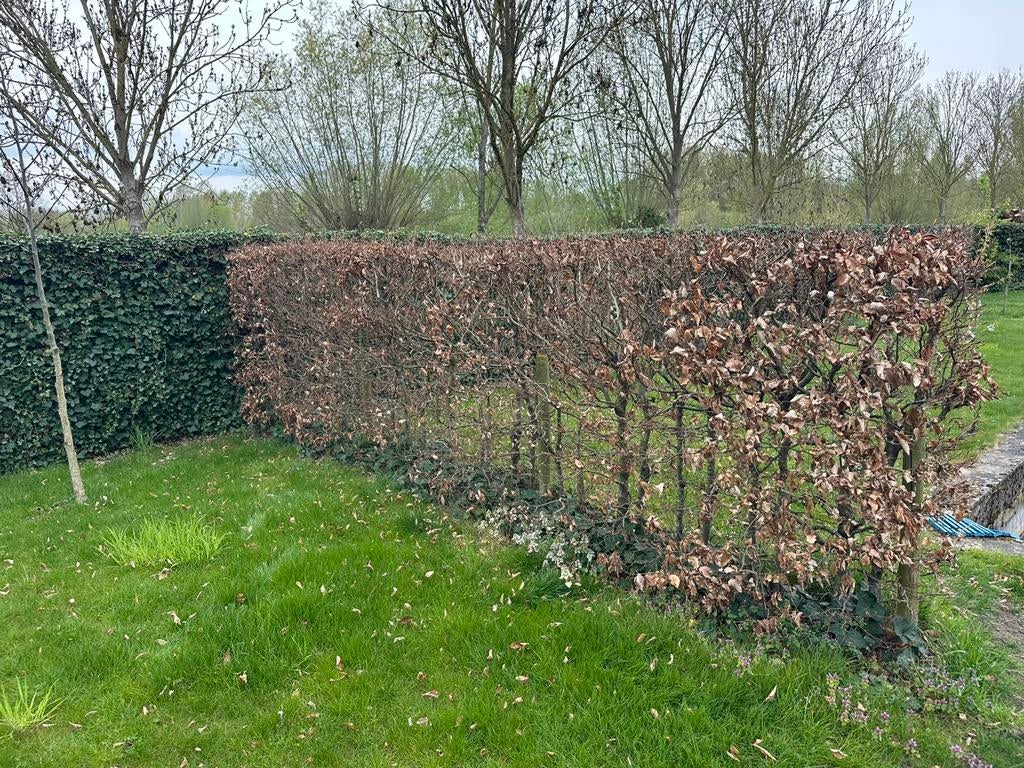 Beukenhaag 50stuks 10m lang 1,5m hoog, Ophalen, Zomer, Volle zon, 100 tot 250 cm