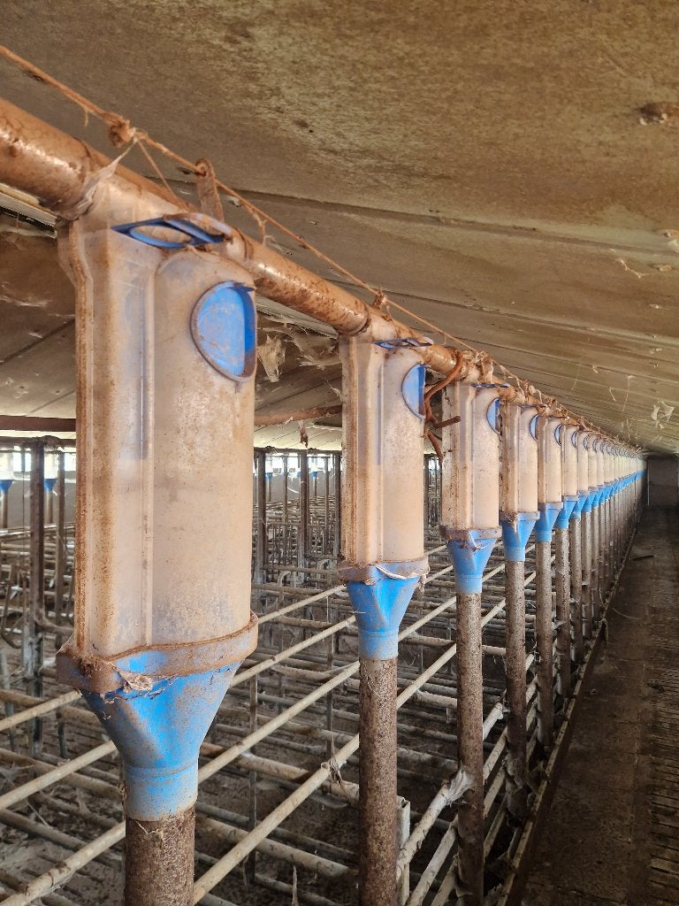 truies d'élevage et de gestation, Enlèvement, Élevage porcin