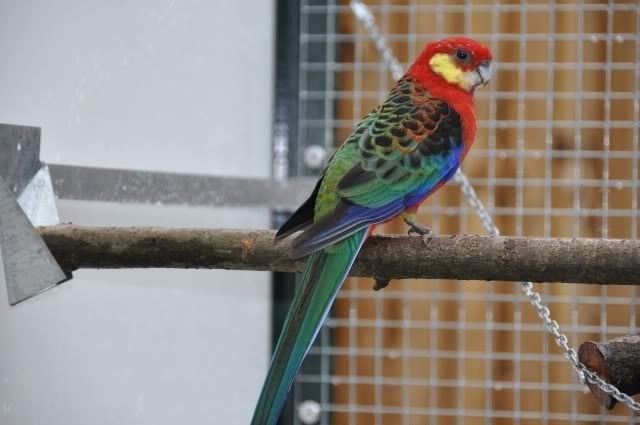 PARKIET, Plusieurs animaux, Perruche, Bagué