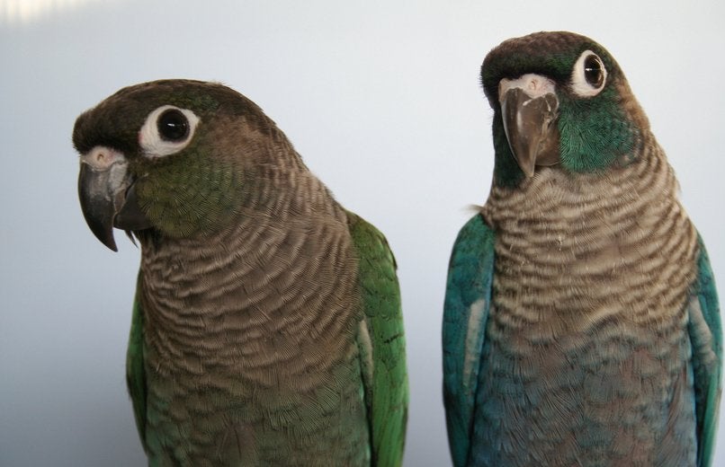 Koppels pyrrhura te koop(bewezen), Meerdere dieren, Papegaai, Pratend