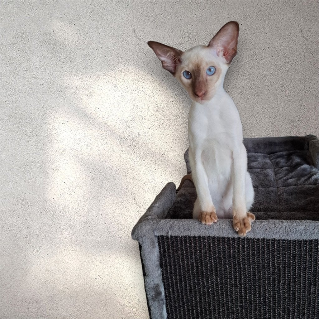 Te koop siameesjes met stamboom, Animaux & Accessoires, Chats & Chatons | Chats de race | Poil ras, Chat, Avec pedigree, 0 à 2 ans