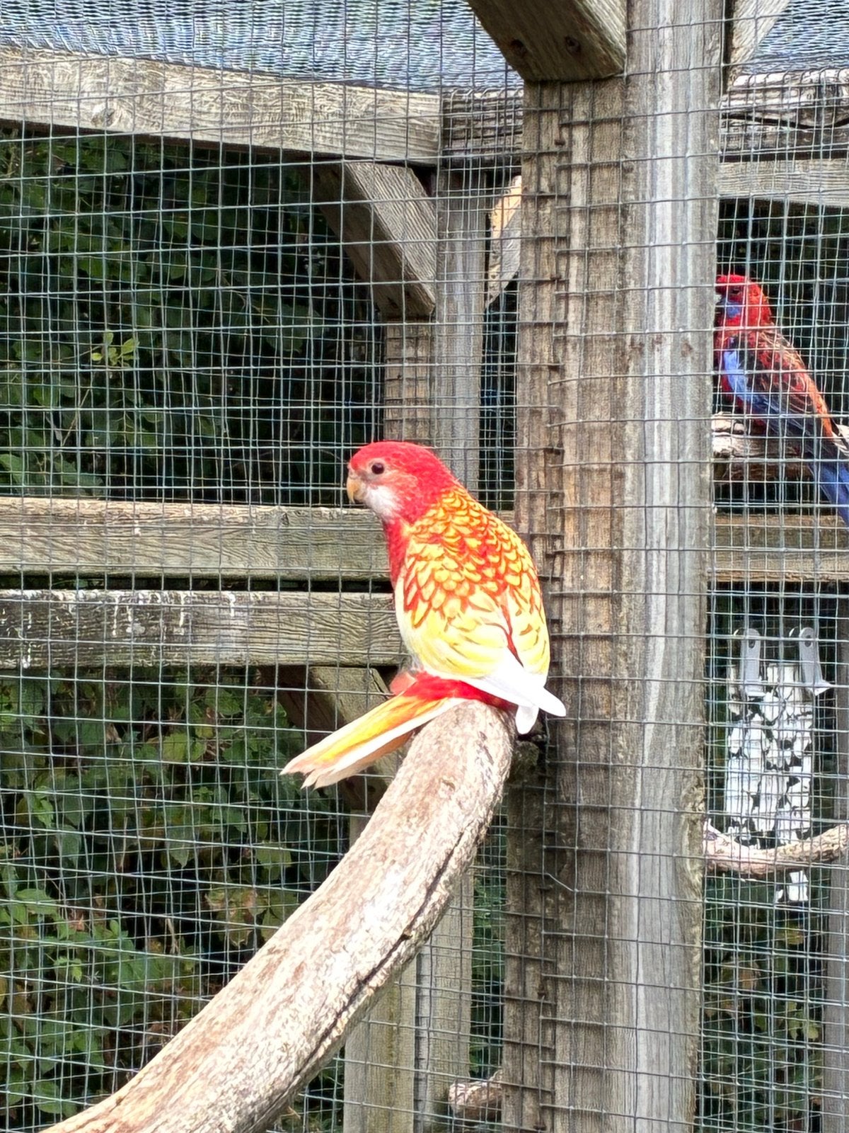 Rubino rosella, Parkiet