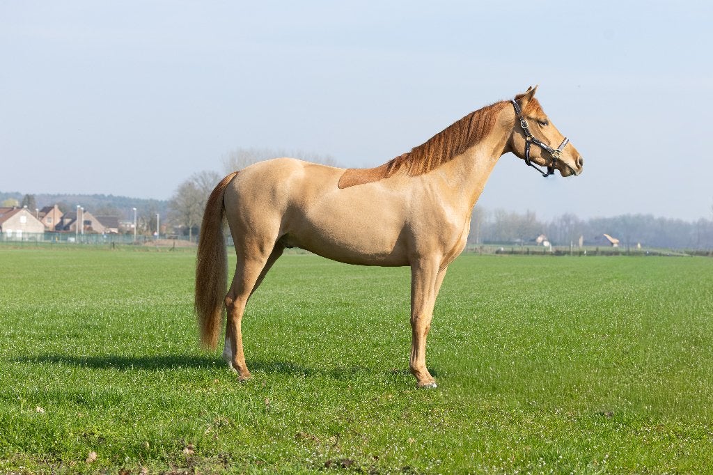 Veelzijdige  e pony, Poney de dressage, Hongre, Avec pedigree, 3 à 6 ans