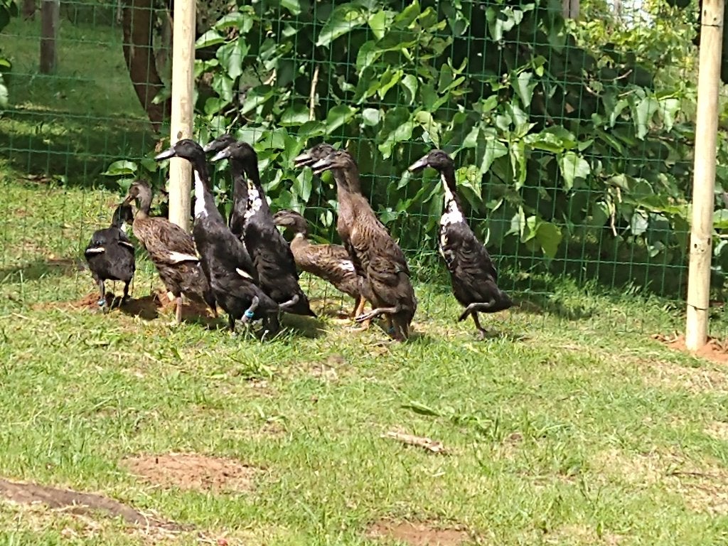 Indische loopeenden, Plusieurs animaux, Canard