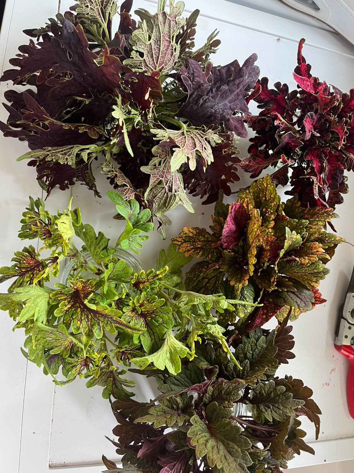 Coleus siernetel stekjes, Tuin en Terras, Planten | Tuinplanten, Ophalen