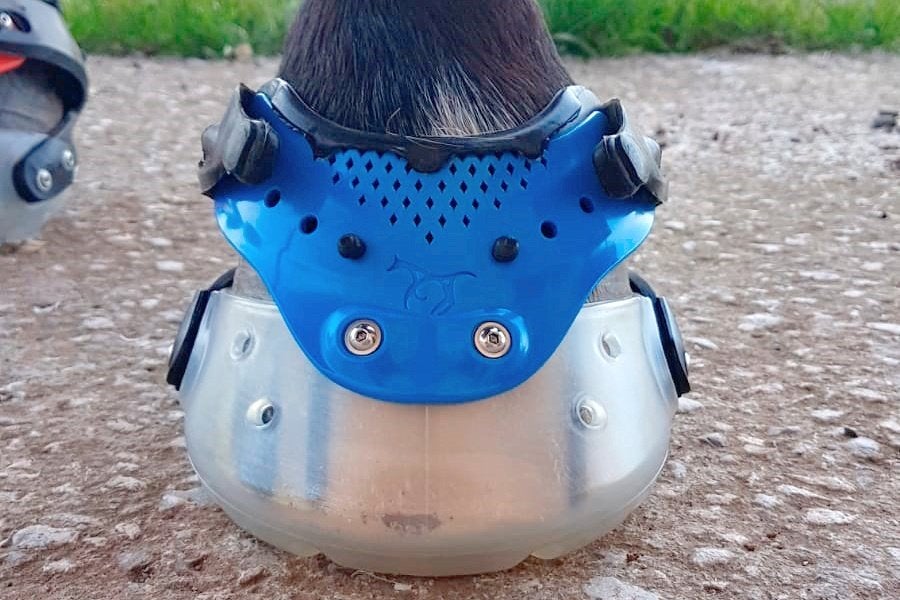 Hoefschoenen pasconsult, Dieren en Toebehoren, Ophalen of Verzenden, Nieuw