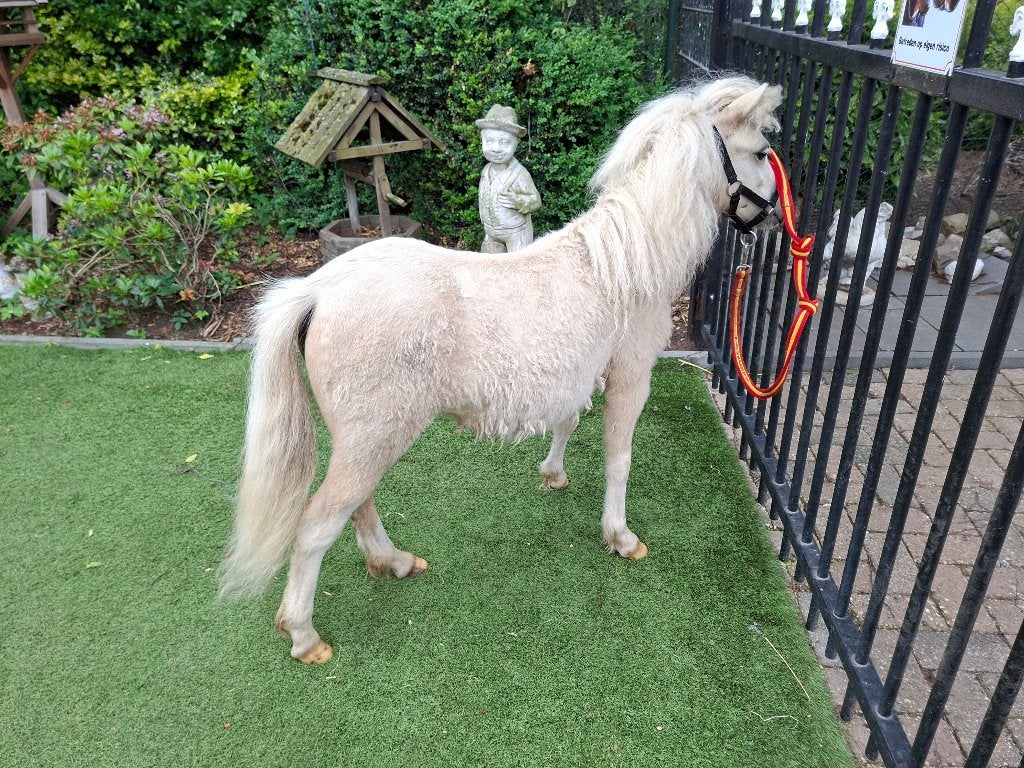 PRACHTIG palomino bont mini paardje merrie, Jument, Avec puce électronique