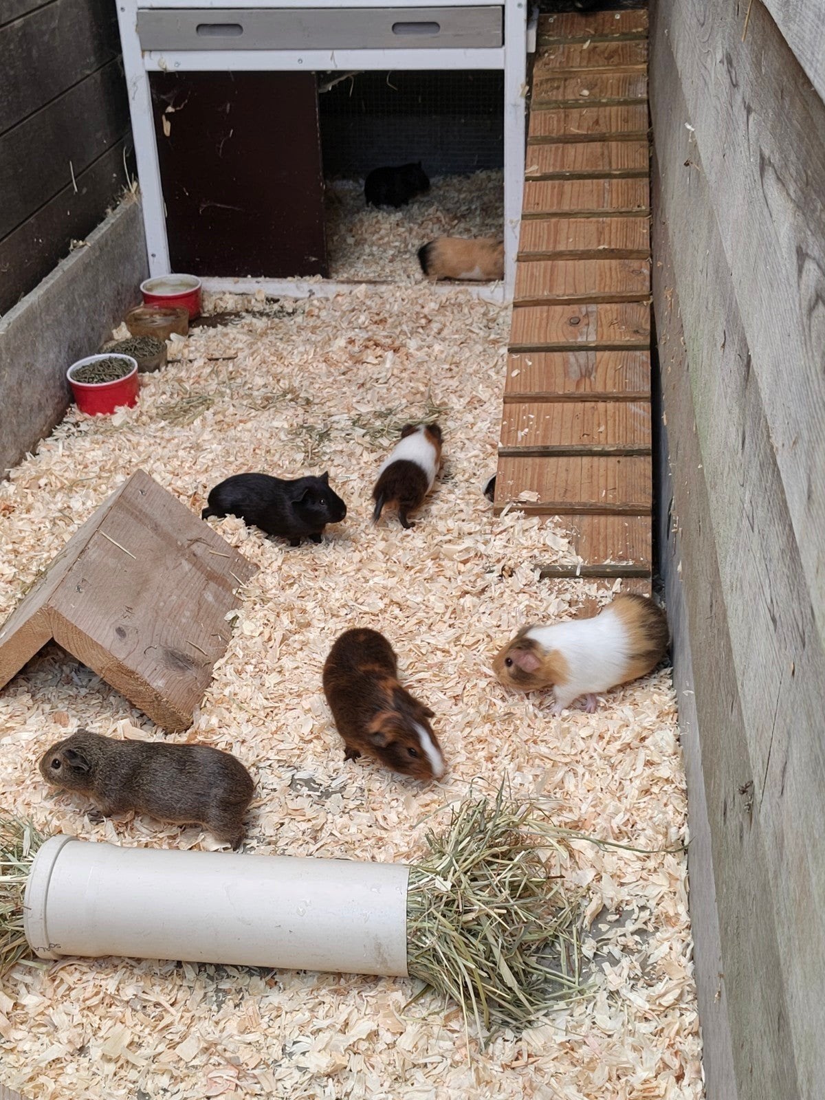 Cavia's, April, Mannelijk, Cavia