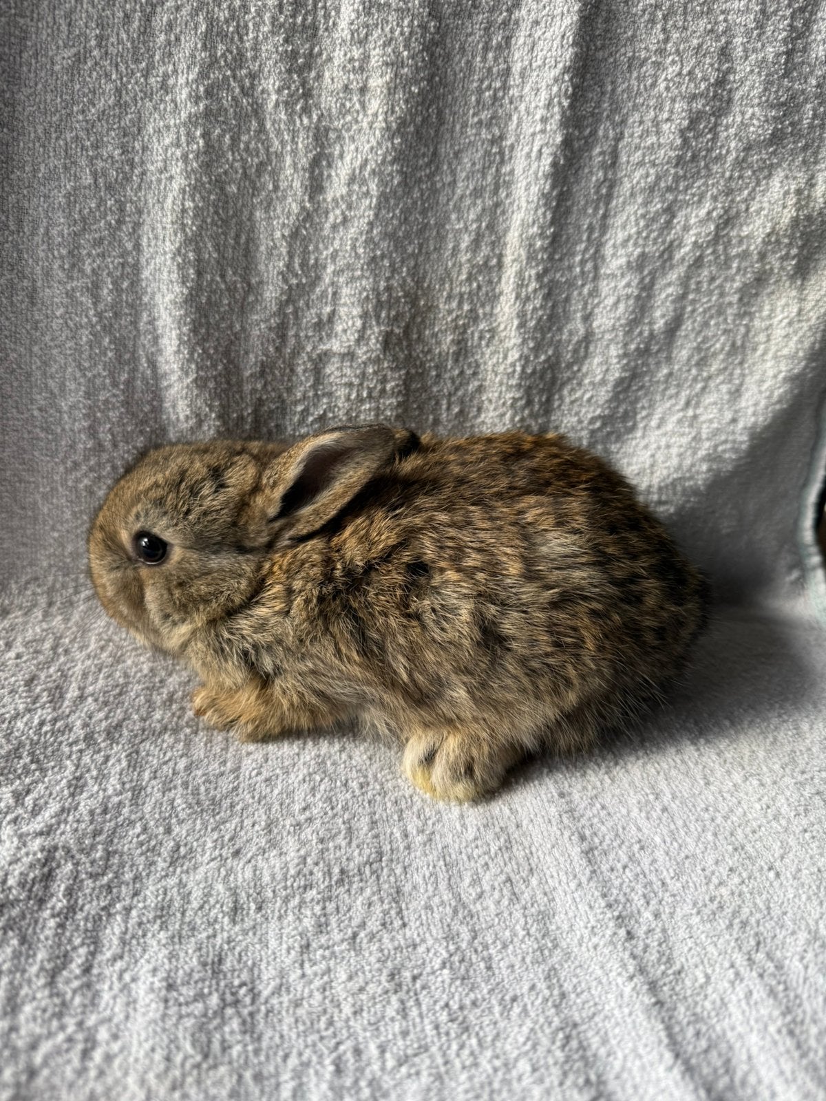 Dwerg voedster, Dieren en Toebehoren, Vrouwelijk, Dwerg, 0 tot 2 jaar