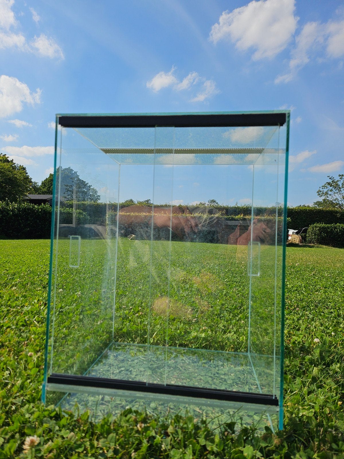 Terrarium te koop!, Enlèvement