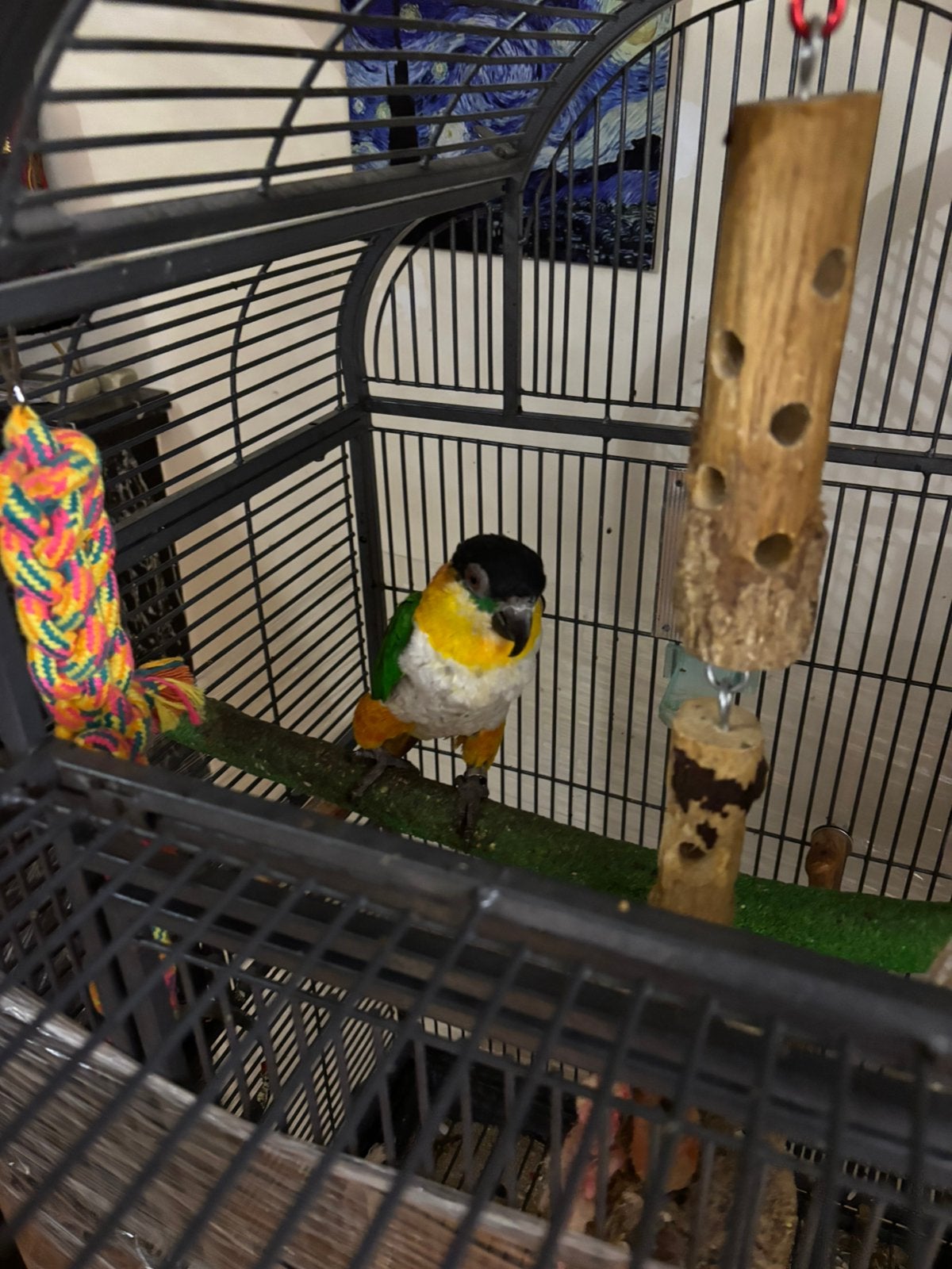 Caique tete noir, Animaux & Accessoires