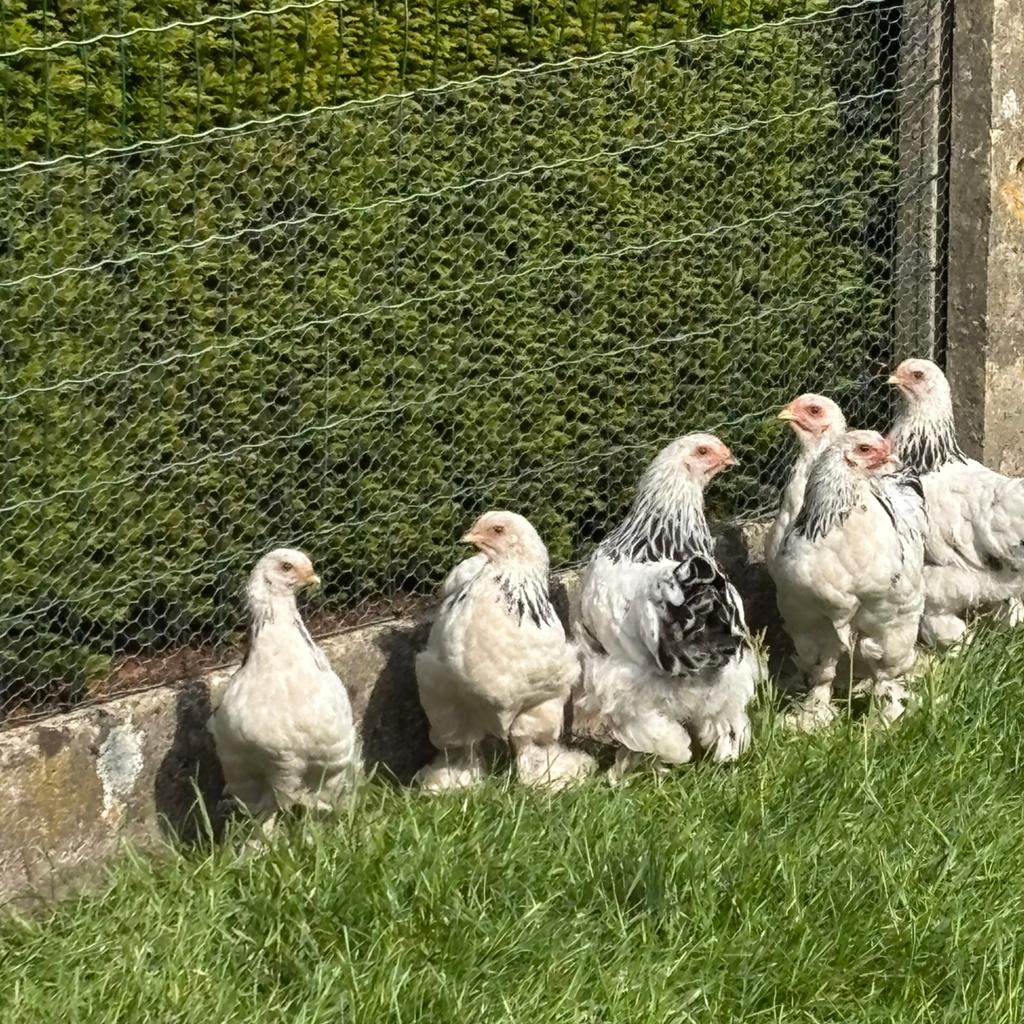 Brahma kriel HENNEN, Dieren en Toebehoren, Pluimvee, Vrouwelijk, Kip