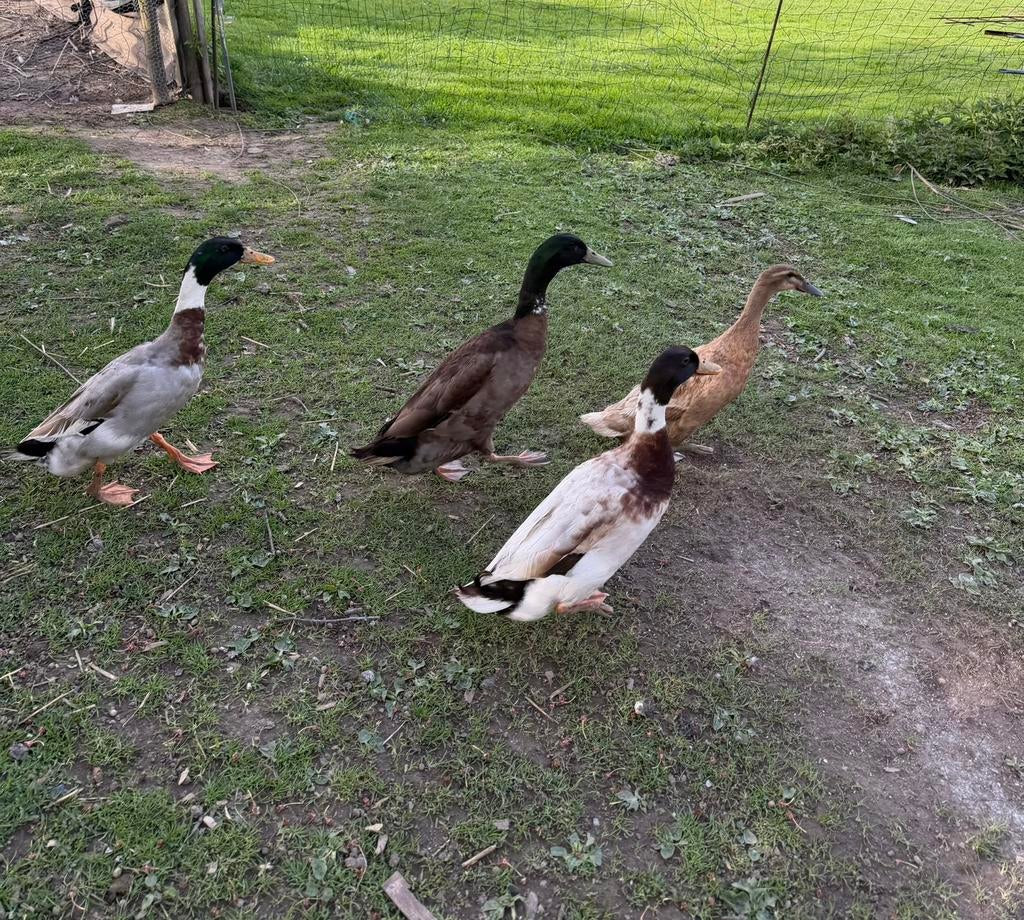 Canard Coureur Indien male, Enlèvement